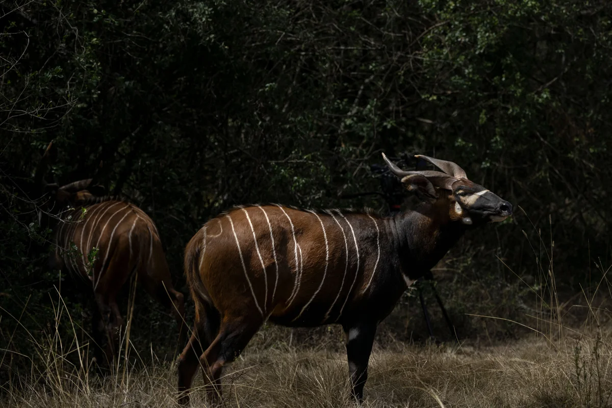 Critically endangered antelopes ... 