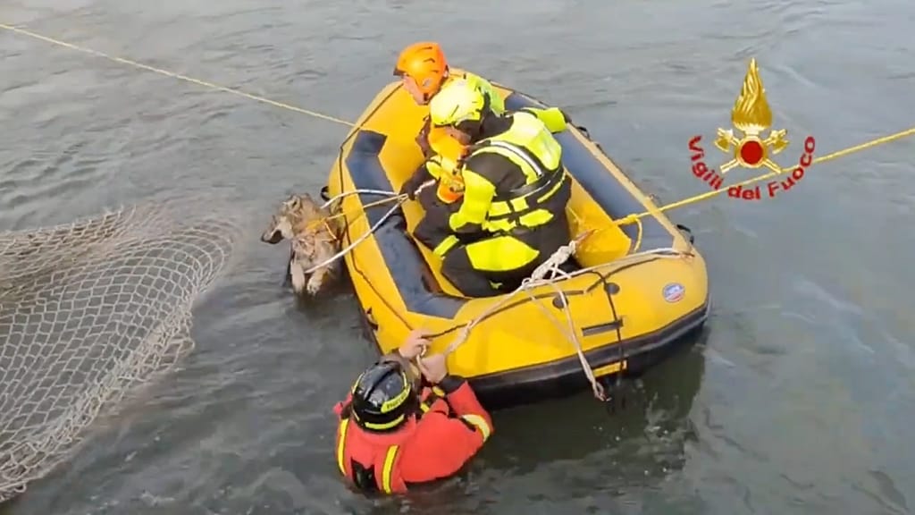 Watch: Firefighters rescue wolf trapped in canal in northern Italy