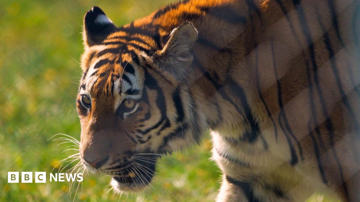 Amur tiger Ginger Biscuit settles into new home