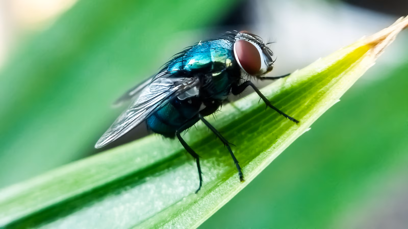 What to know about New World screwworm as cases detected near the US