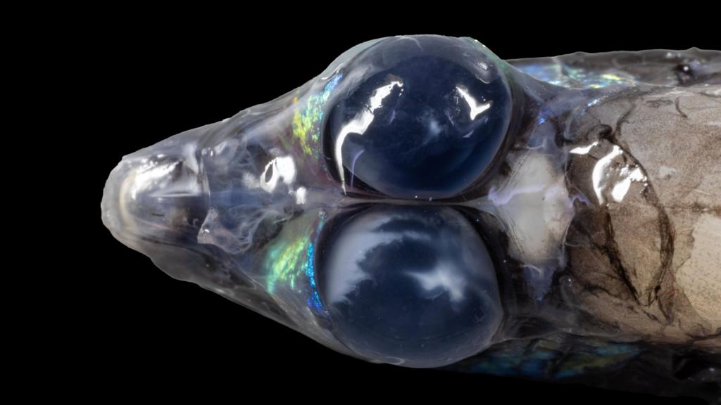 Deep-Sea Exploration Reveals Hidden Caribbean Treasures: Towering Coral Formations and Mysterious New Species