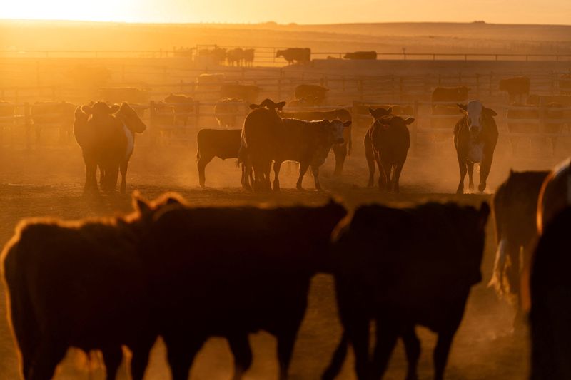 Trump to sign orders to boost beef imports, grow herds to try to reduce record prices