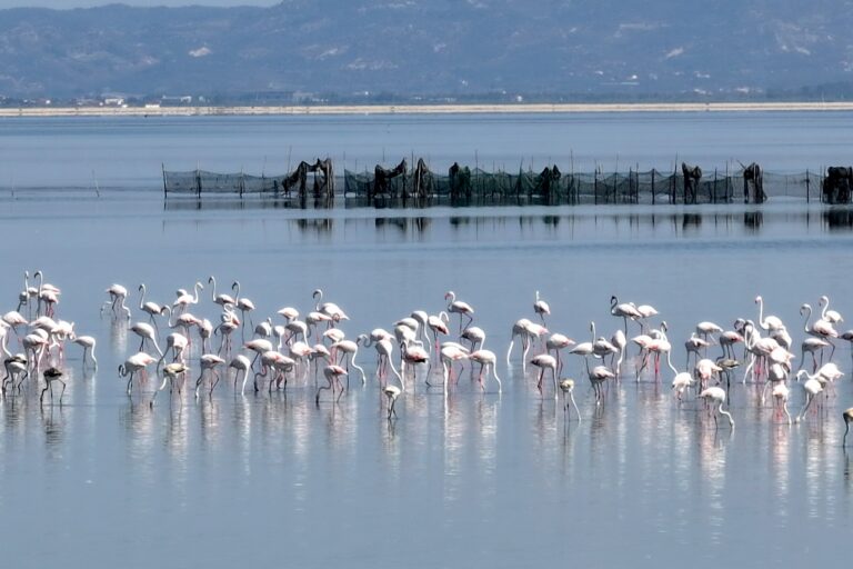 “Flamingo Revolution” Protests Erupt as Bulldozers Destroy Protected Albanian Wetlands for Luxury Resort