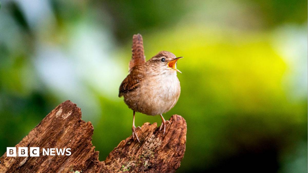Scientists find building blocks of birdsong's 'spectacular diversity'