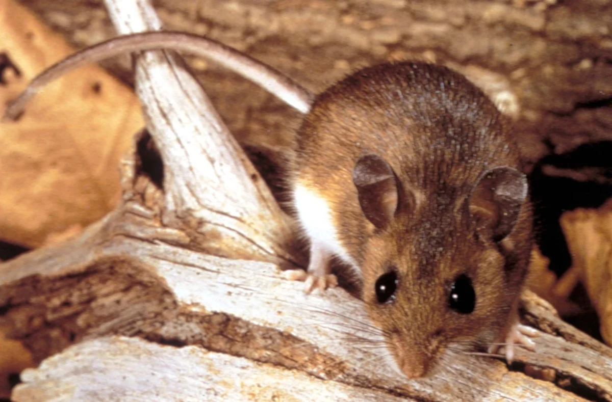 Hantavirus: what you need to know