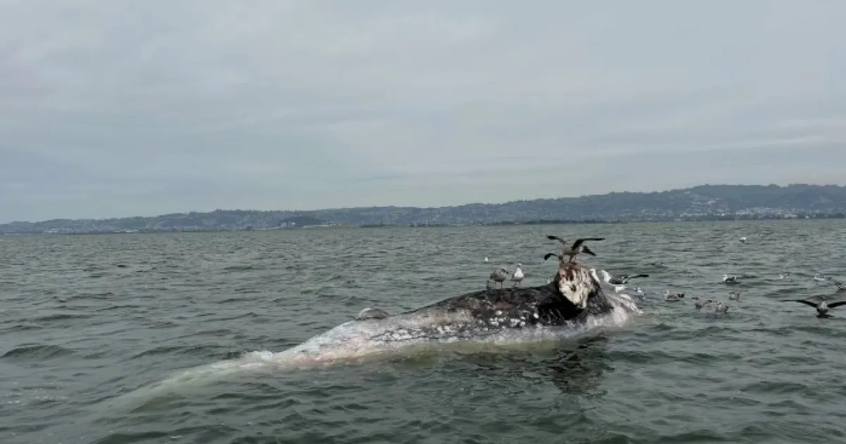 Two gray whales found dead in San Francisco Bay over the weekend