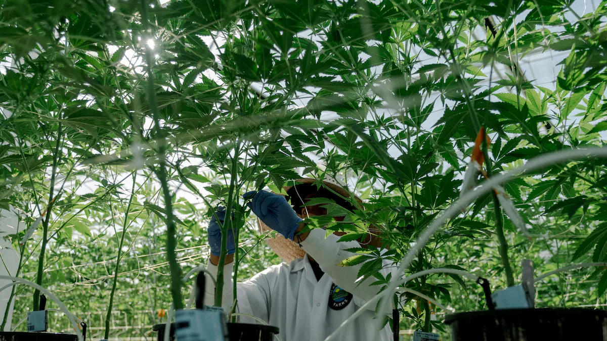 La Administración de Trump saca la marihuana del grupo de las drogas más peligrosas para fomentar su uso médico