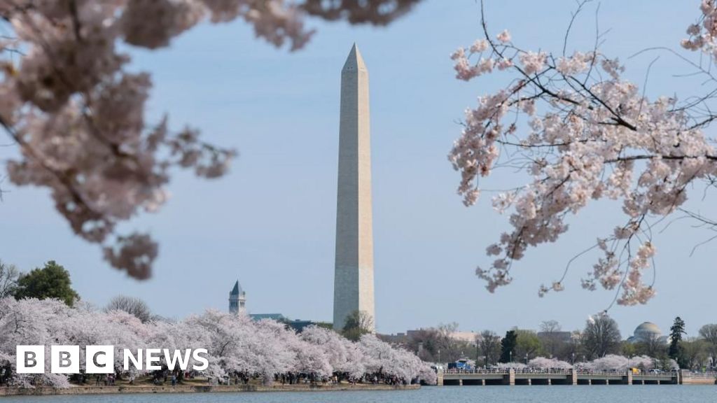 'It's absolutely beautiful': DC's cherry blossoms burst into peak bloom