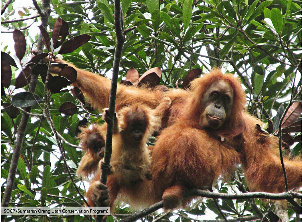 Deadly Sumatra floods wiped out at least 7% of rare orangutan population, report says