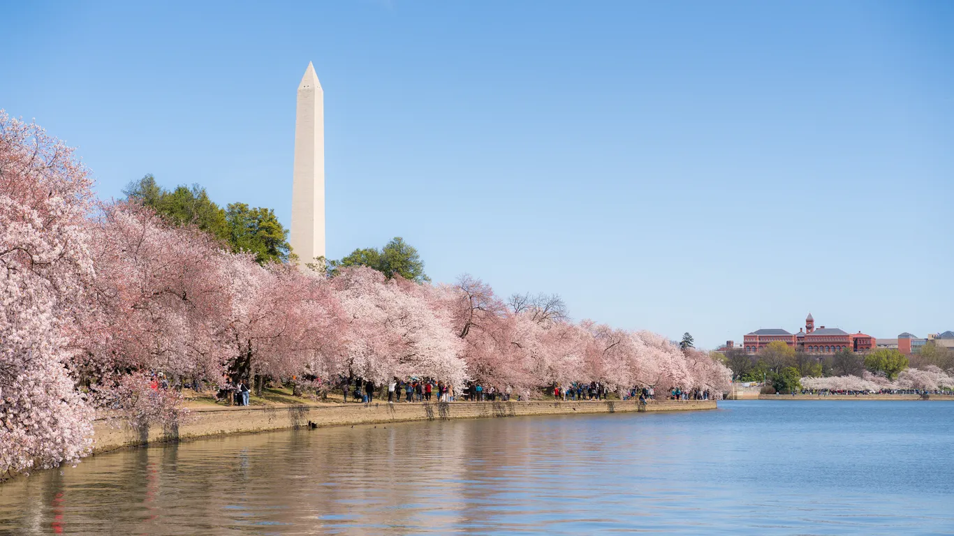 Peak cherry blossoms are here - go now