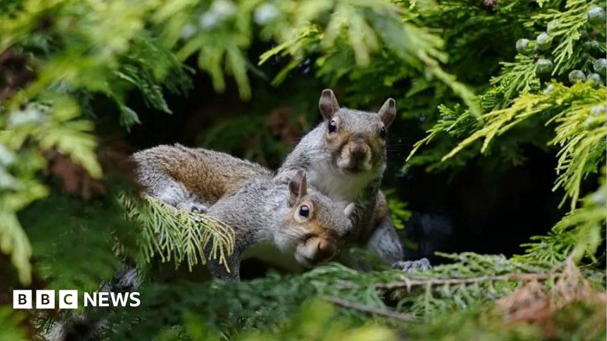 When did grey squirrels start posing a threat to reds?