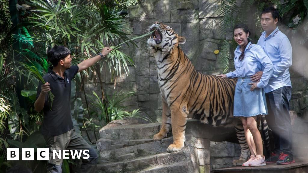 Probe under way after illness kills 72 tigers in Thai tourist park