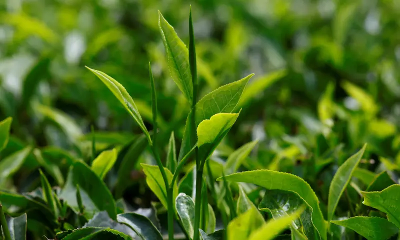 Kenya tea exports hit by Iran conflict as stocks pile up