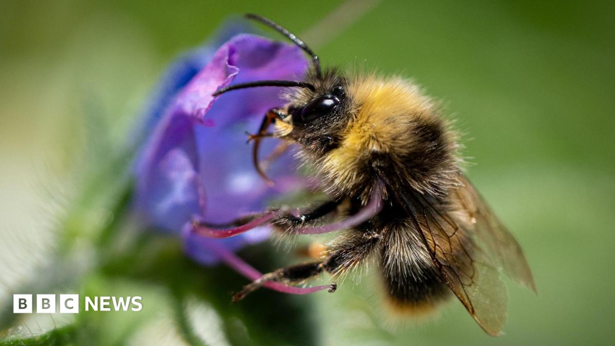 Bumblebees are struggling in UK heatwaves - but you can help them