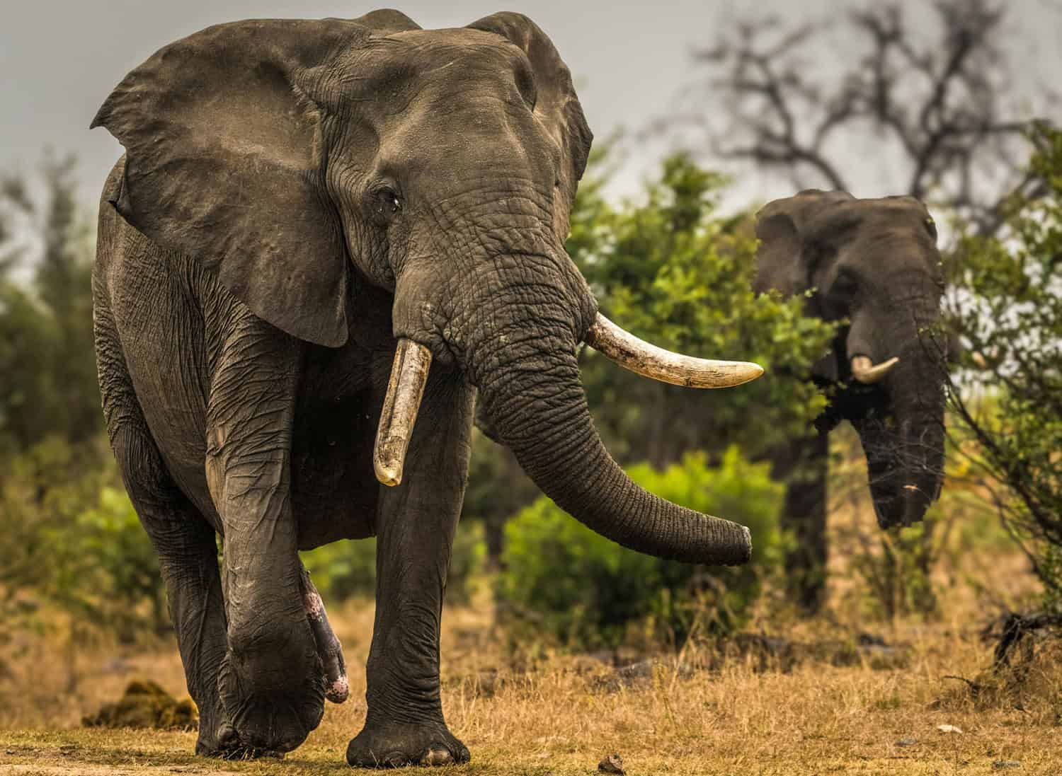 Three killed in Uganda after crashing into elephant