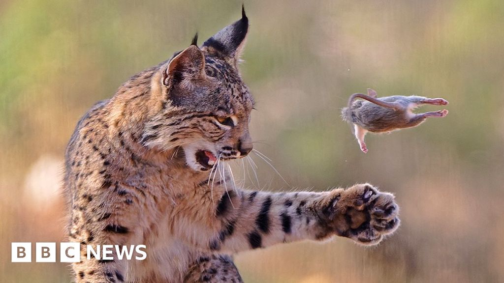 In pictures: Playful lynx snatches top prize in photo competition