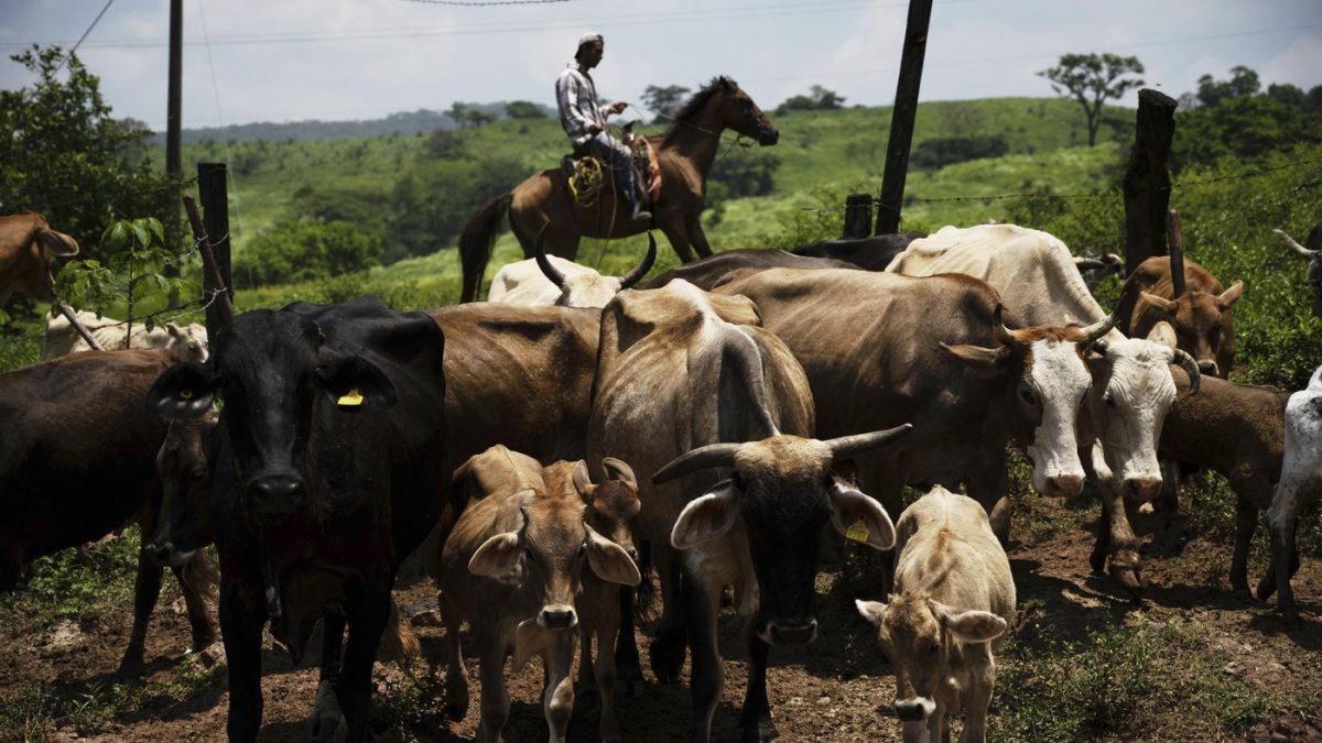 Canada temporarily blocking livestock from Texas due to New World screwworm