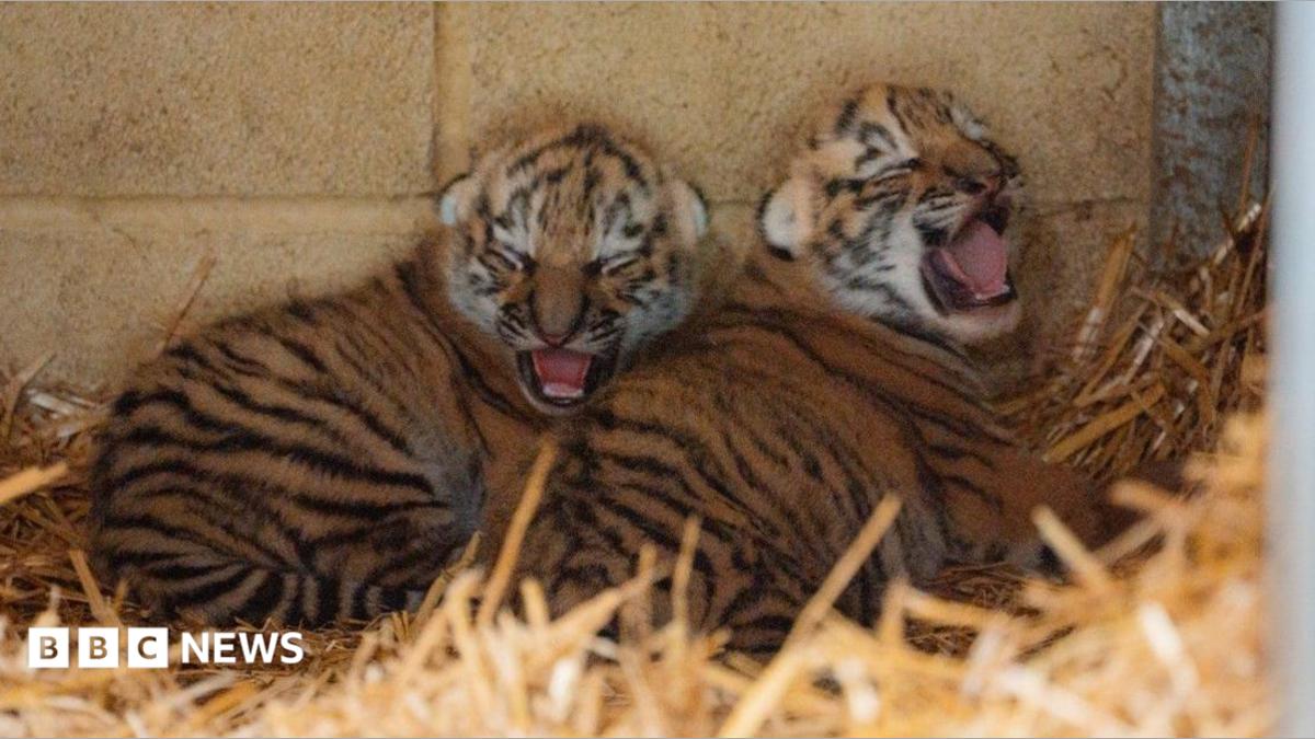 Endangered tiger cubs born in conservation boost