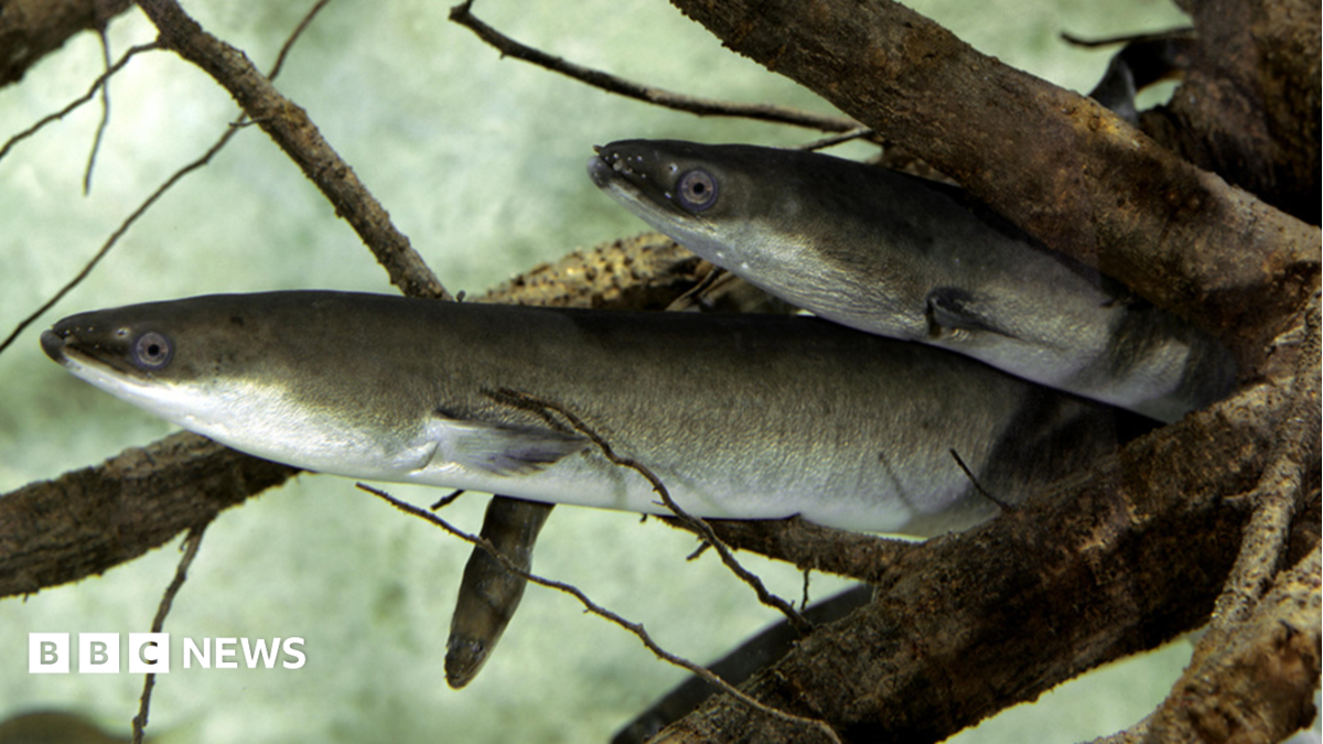 Islanders asked to report sightings of rare eel