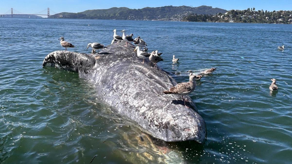 Why are gray whales dying in San Francisco's waters? US scientists search for clues