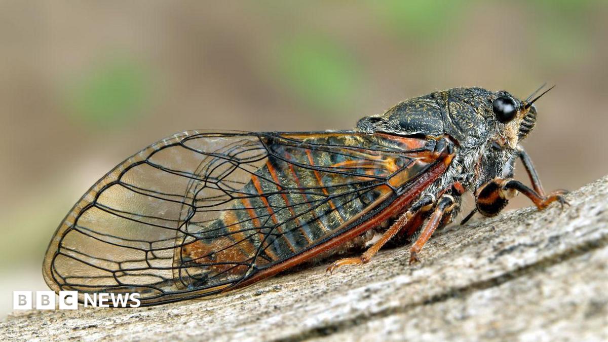 'It felt a bit James Bond': The mission to reintroduce a lost insect