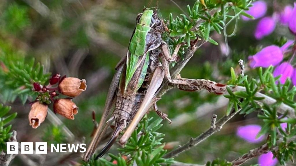 Volunteers could revive scarce bog insect numbers