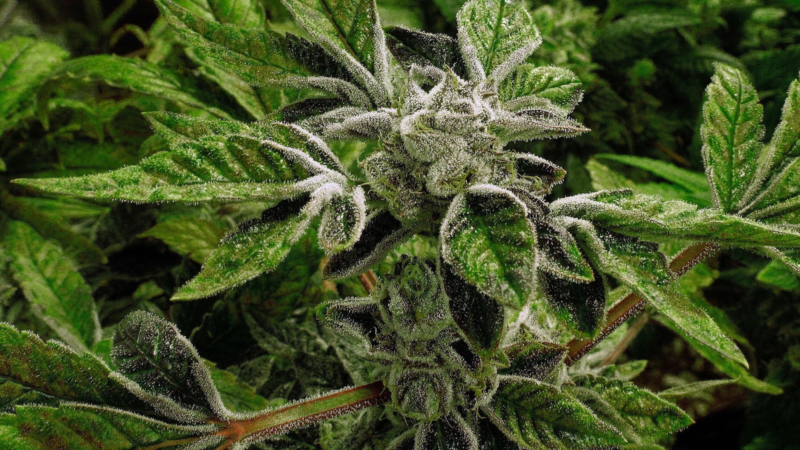 Trump reclassifies state-licensed medical marijuana as a less-dangerous drug in a historic shift