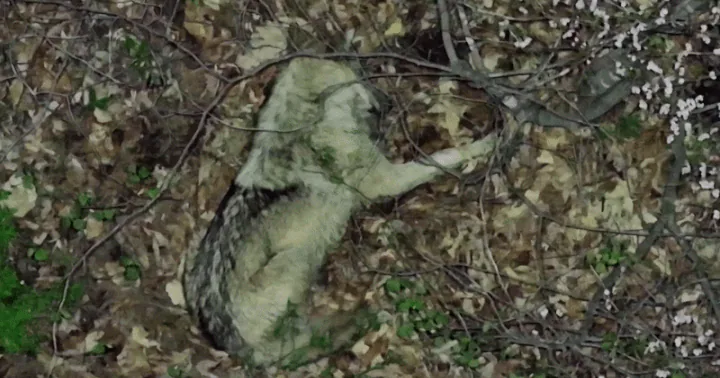 Escaped Daejeon wolf Neukgu evades capture after drone sighting