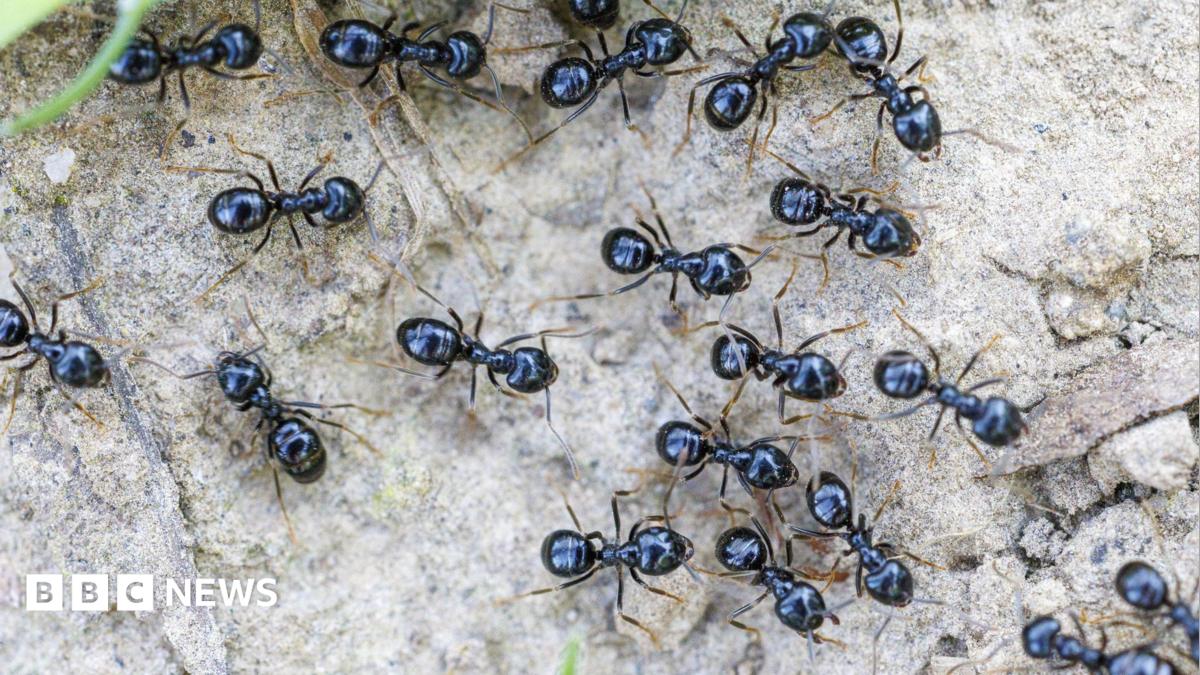 Michelin-starred restaurateur faces jail for using ants as dessert garnish