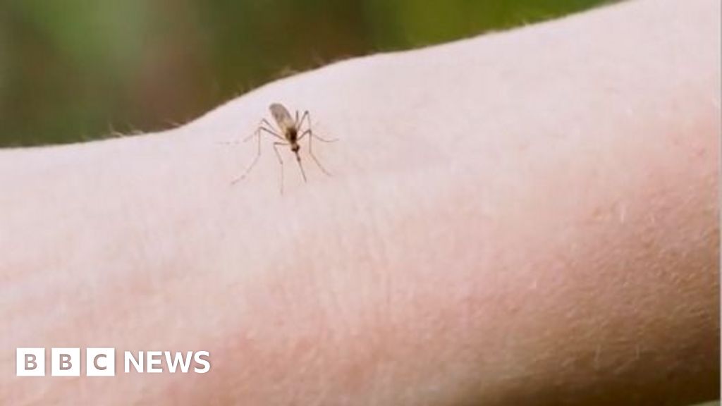 Why are thousands of mosquitoes being released in Washington DC?