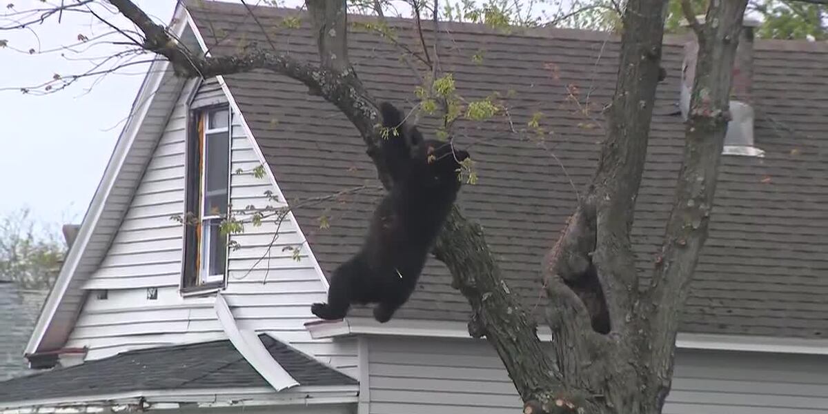 Tranquilized bear hangs onto tree as long as possible before falling into net