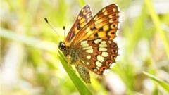 Rare butterfly population increases by 9000%
