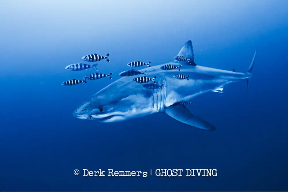 First underwater footage of Mediterranean great white shark