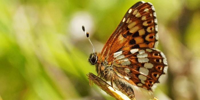 Nearly 600 Duke of Burgundy butterflies counted in Kent