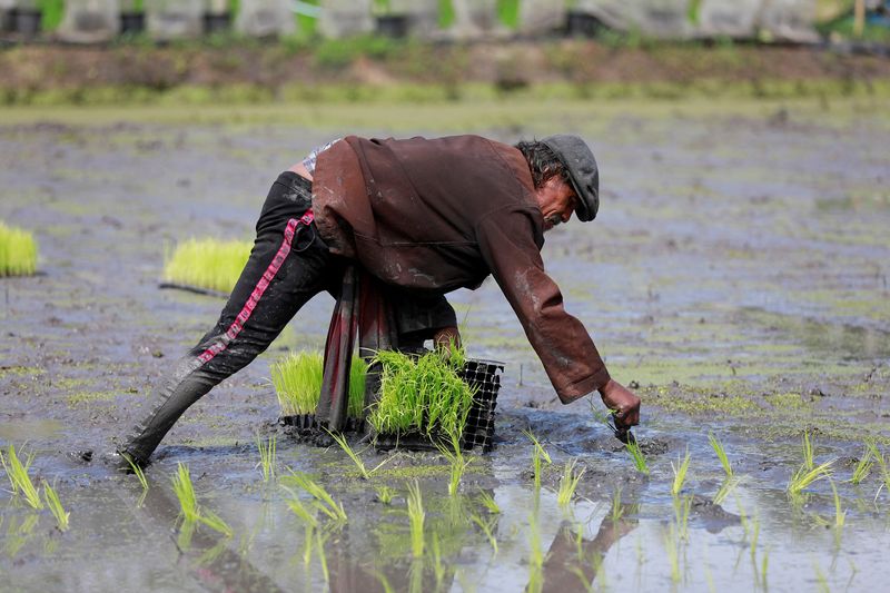 From surplus to strain: world rice supply threatened by Iran war, El Nino