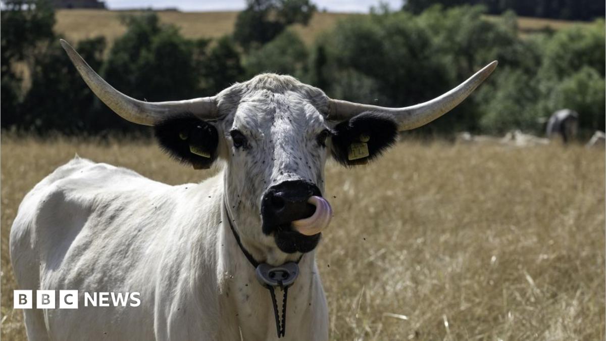 Rare cows part of estate's rewilding project