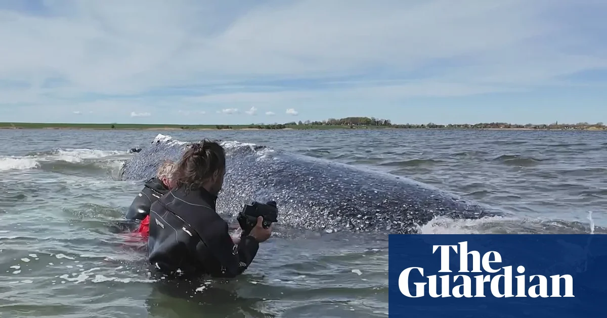 German minister defends ‘perfectly human’ decision to allow attempt to rescue whale Timmy