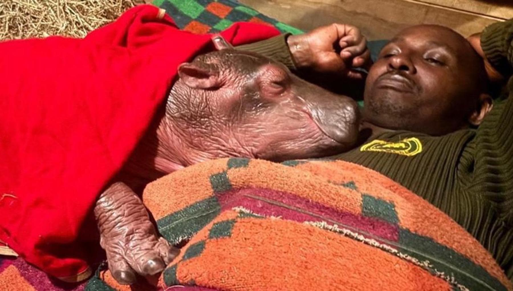 Spingeva la madre morta in un lago, salvato cucciolo di ippopotamo in Kenya: la nuova vita di Bumpy