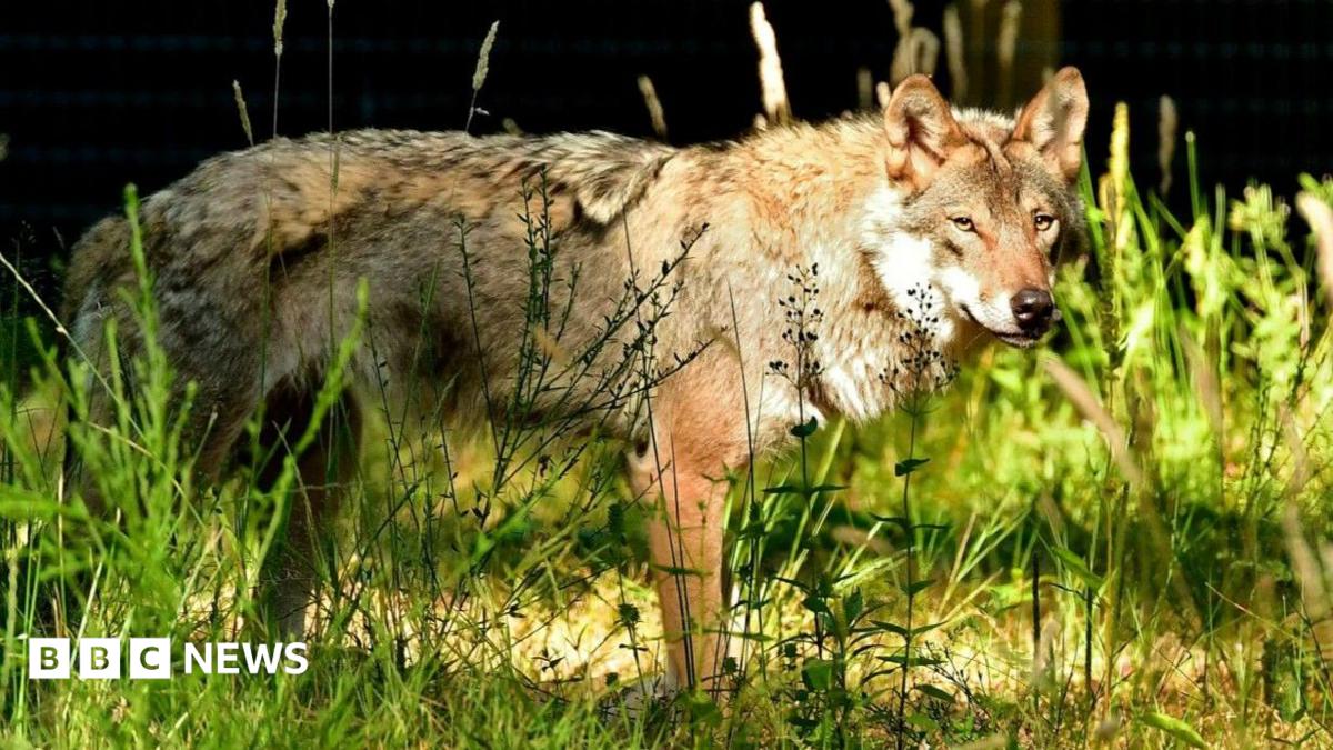 Wolves return to park two years after pack deaths