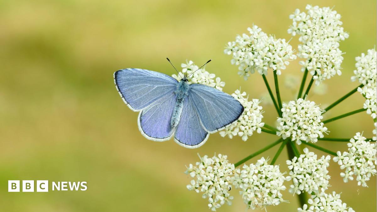 Britain 'set for bumper year' for butterflies