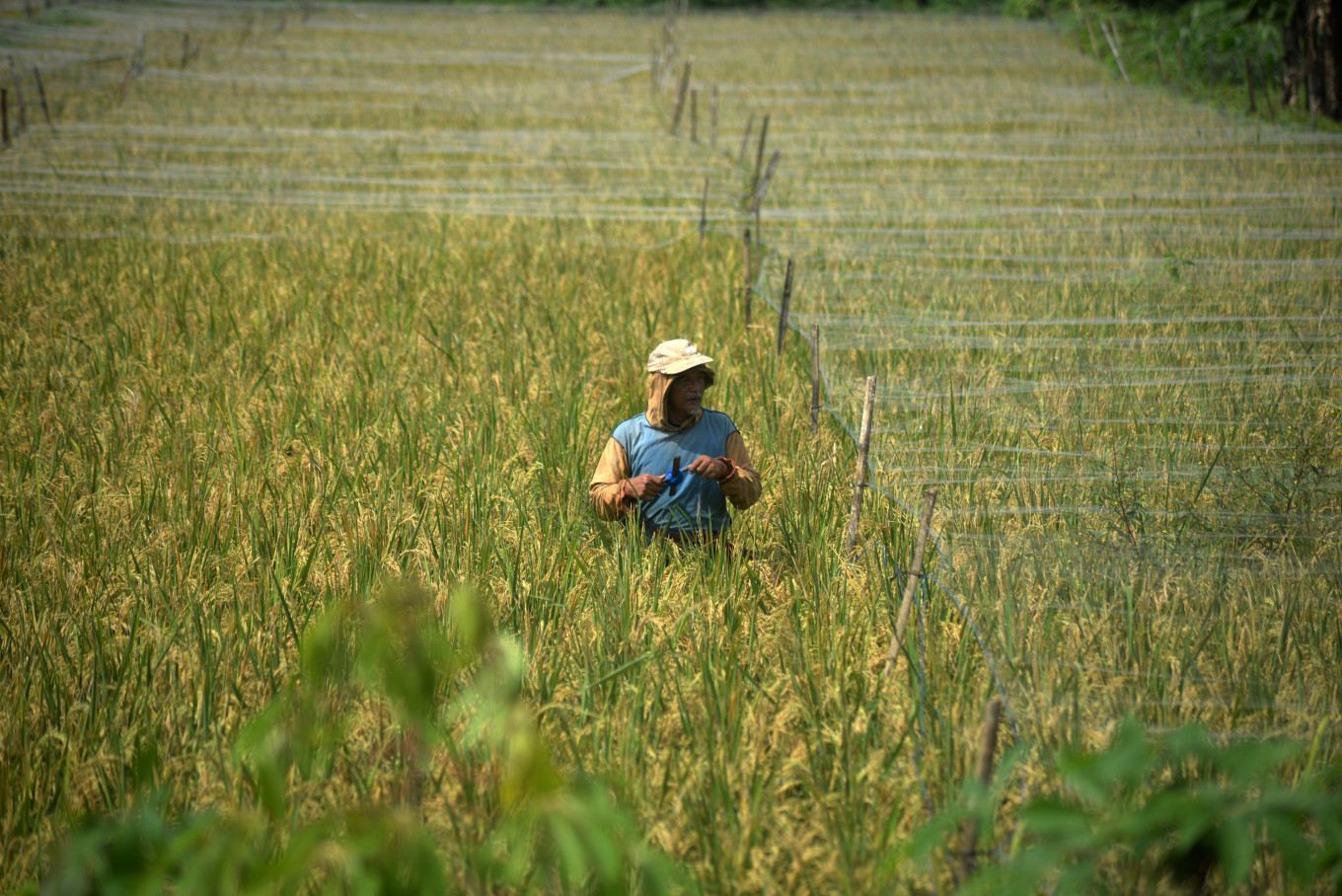 Forecast for strong El Nino fans worries about global crops as Iran war bites