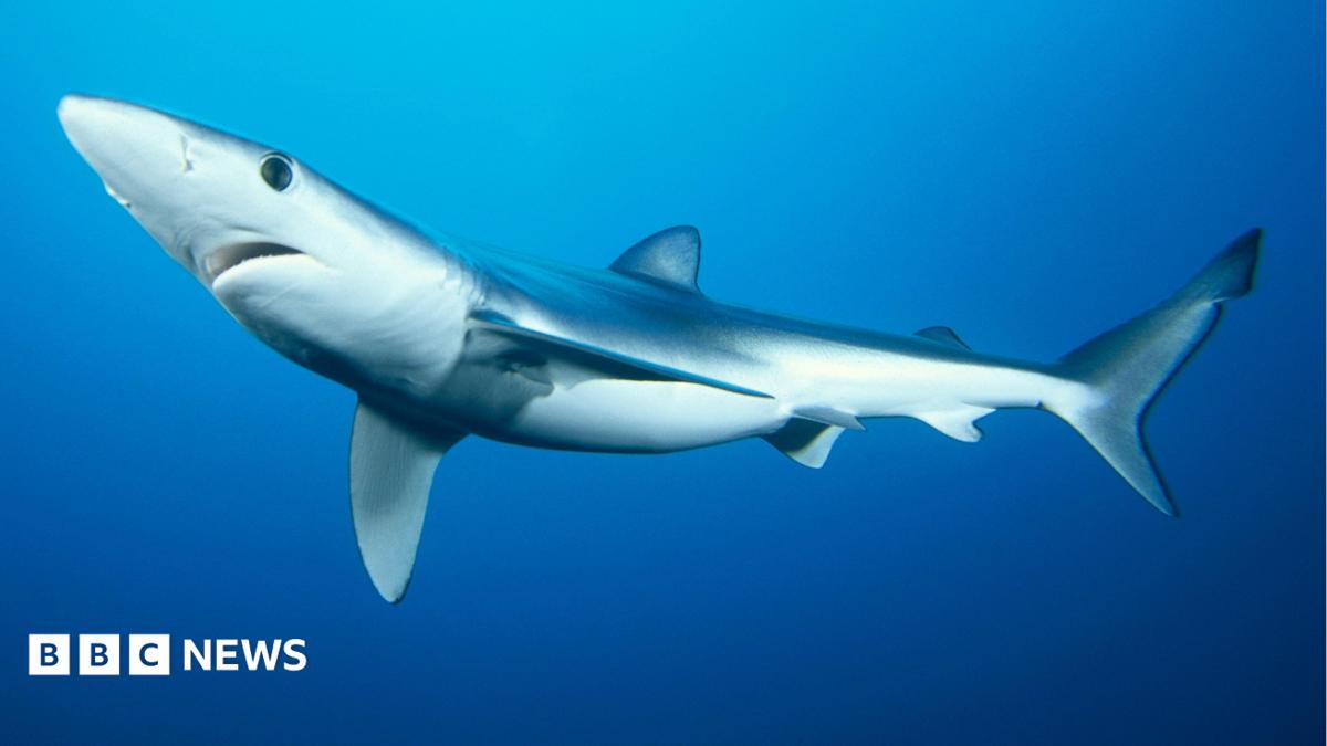 Shark scientists gets £1m to help protect them