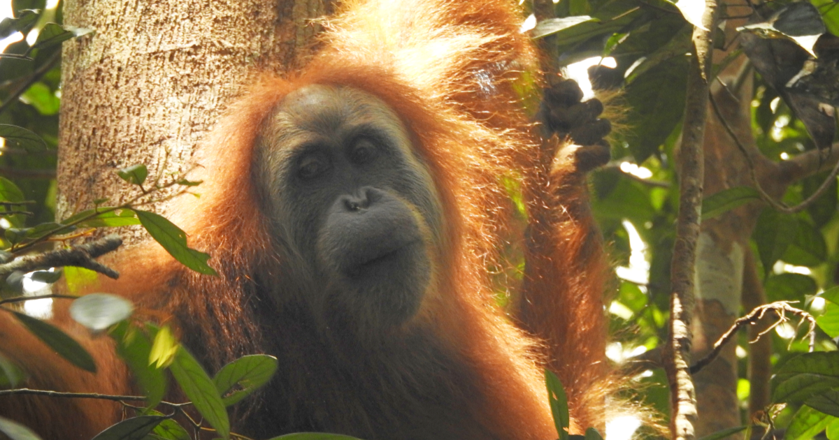 World's Rarest Orangutans Pushed Closer to Extinction As 58 Were Killed After Four Days of Extreme Rain