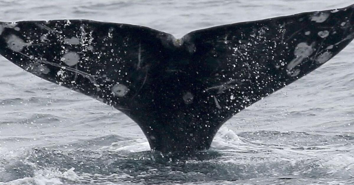 Gray whales are dying in San Francisco Bay at an alarming rate – this isn’t normal