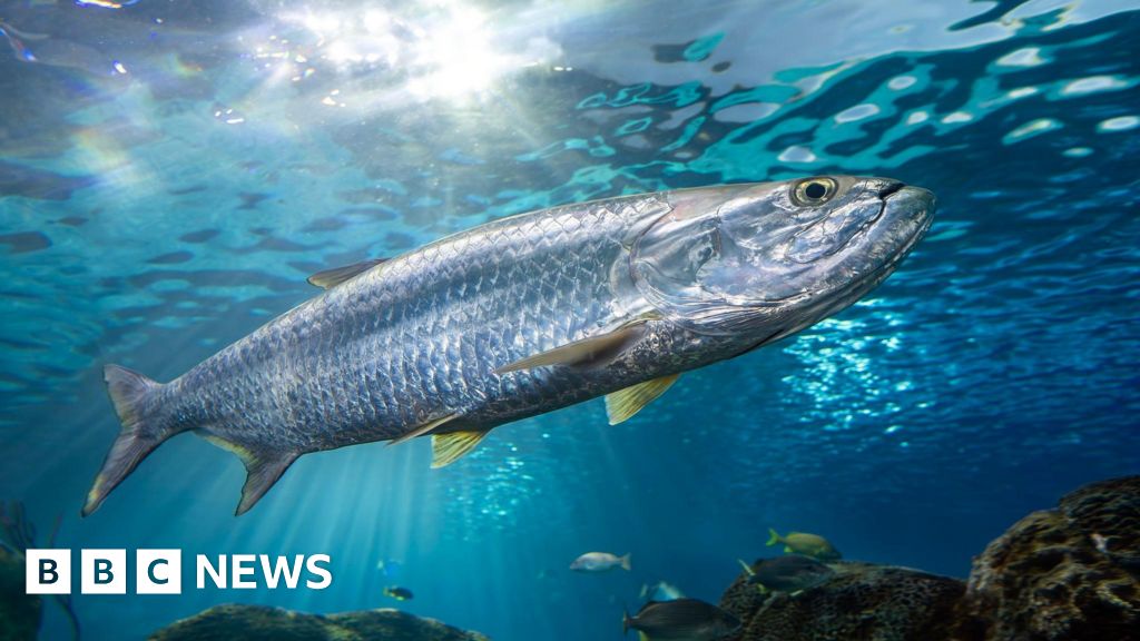 Decline in migratory fish populations prompts fight for protection