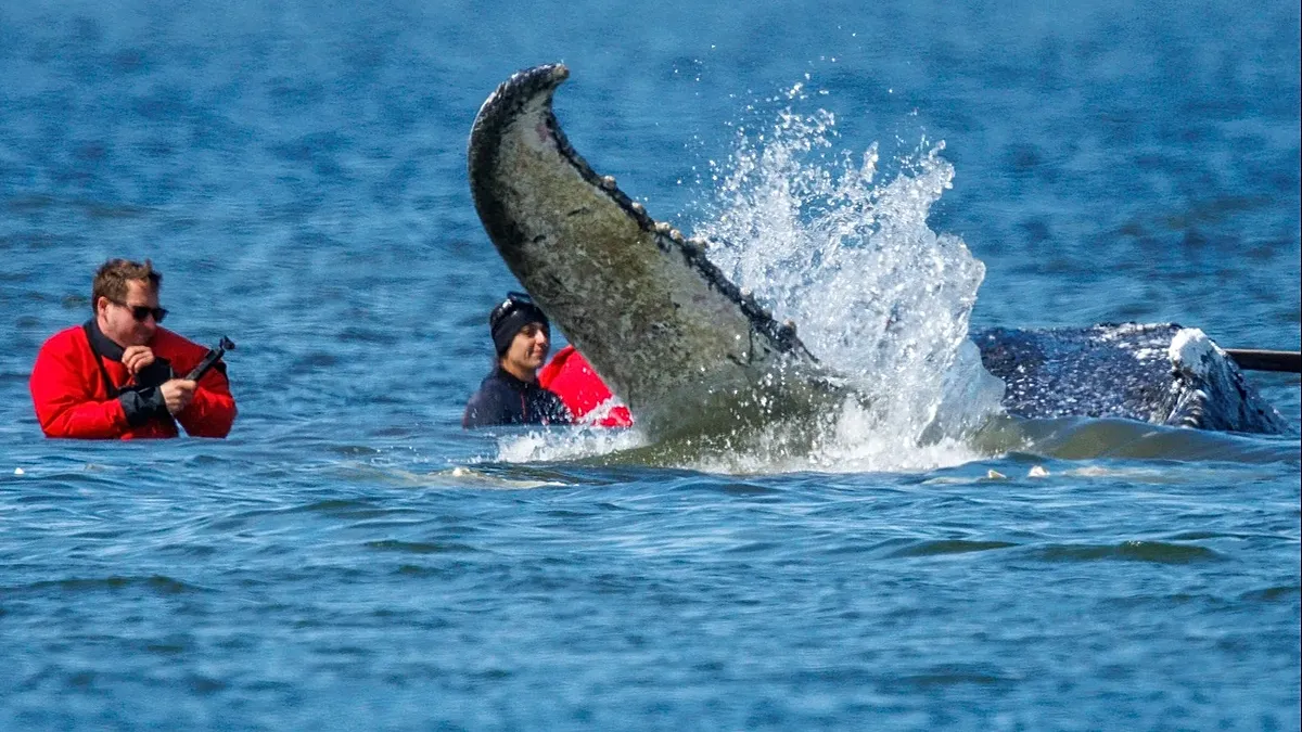German bid to rescue 'Timmy' the whale stranded off Baltic coast passes key hurdle