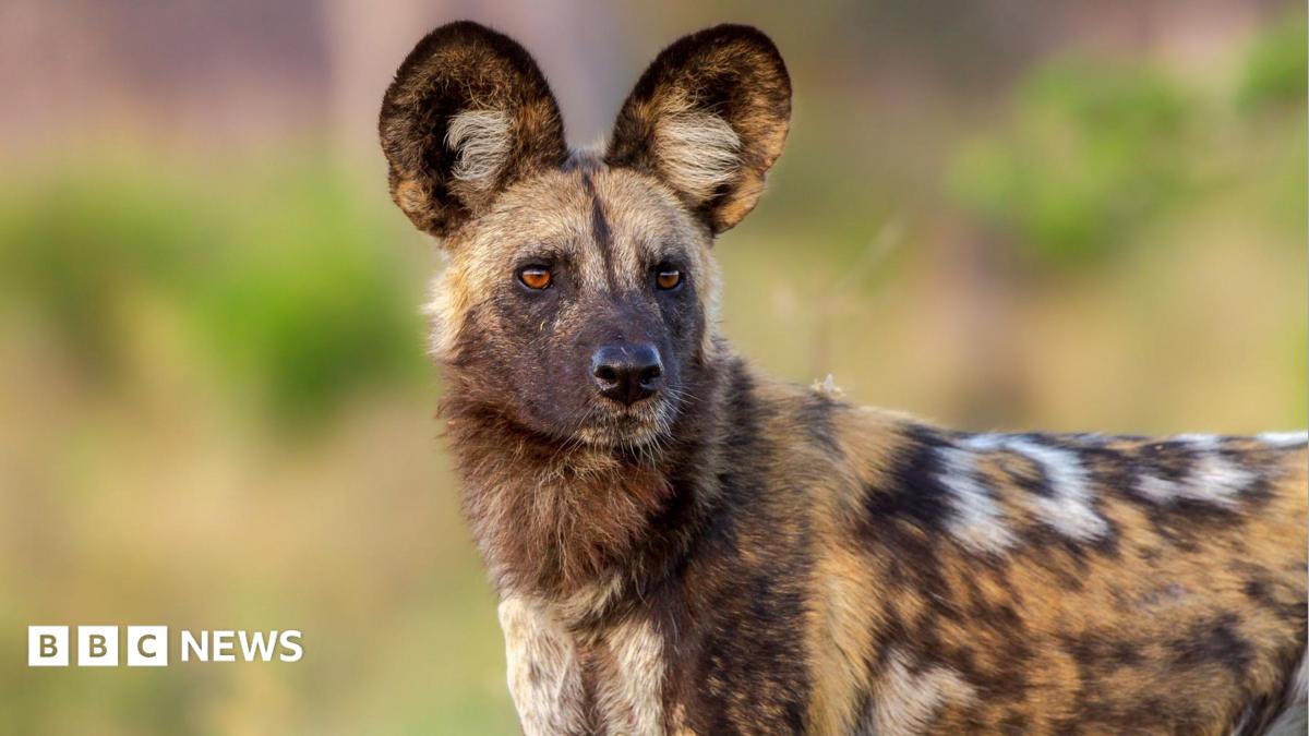 Wild dogs record 2,500-mile trek across Zambia in search of a mate