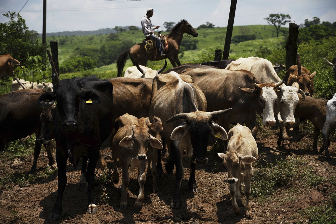 Canada temporarily blocking livestock from Texas due to New World screwworm