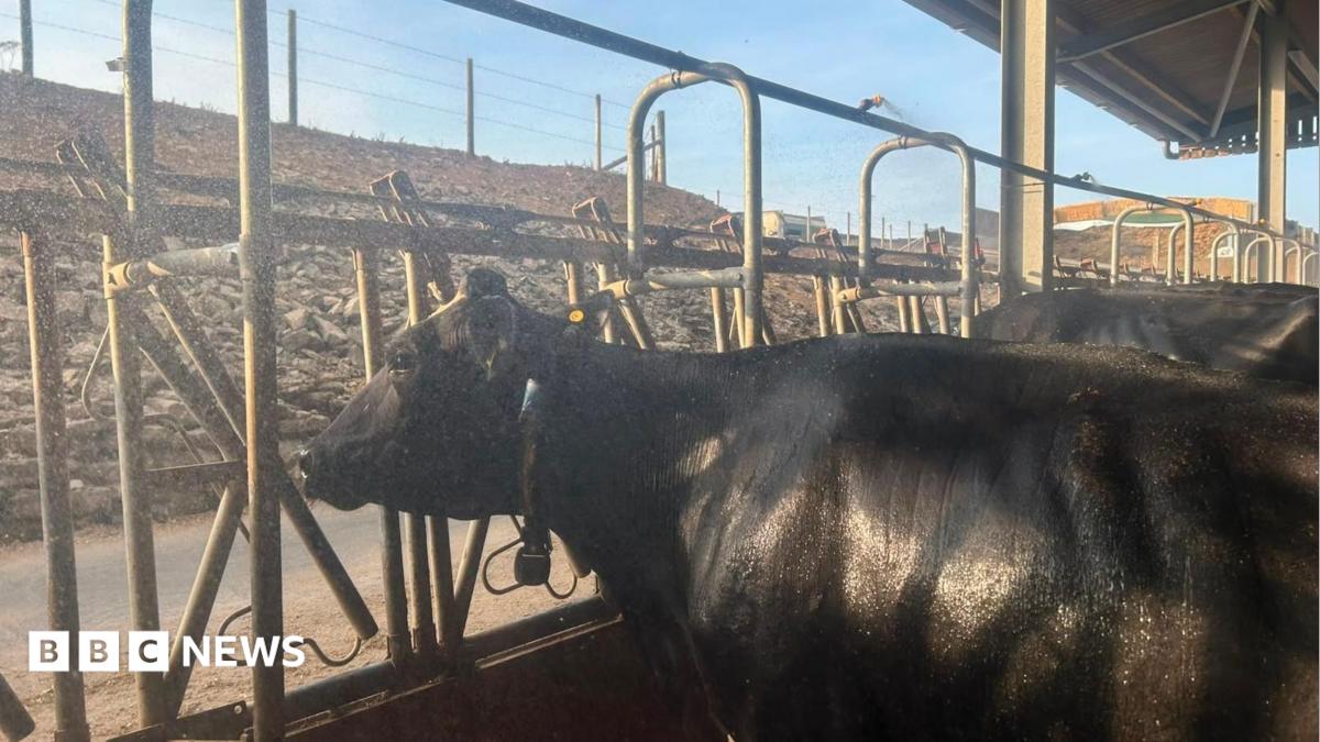 How cow showers and fans help farmers keep cattle cool