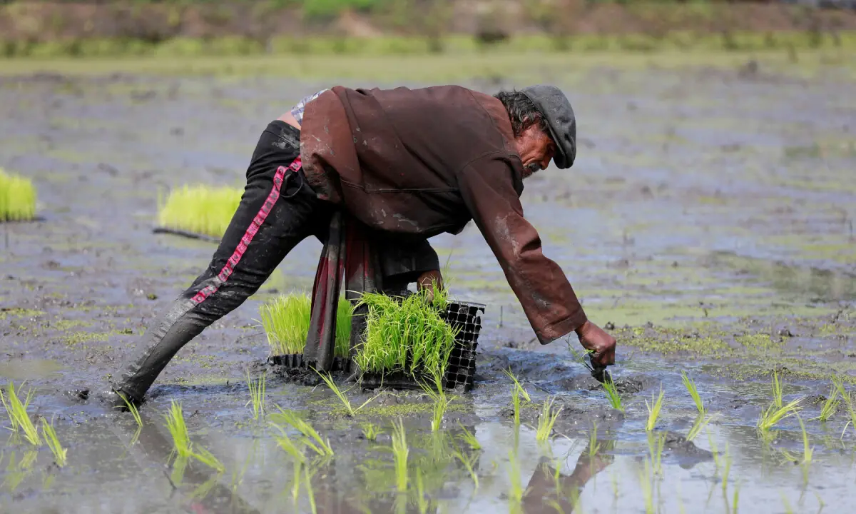 From surplus to strain: World rice supply threatened by Iran war, El Niño